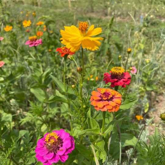 Bird Lover's Wildflower Mix Seed Shaker