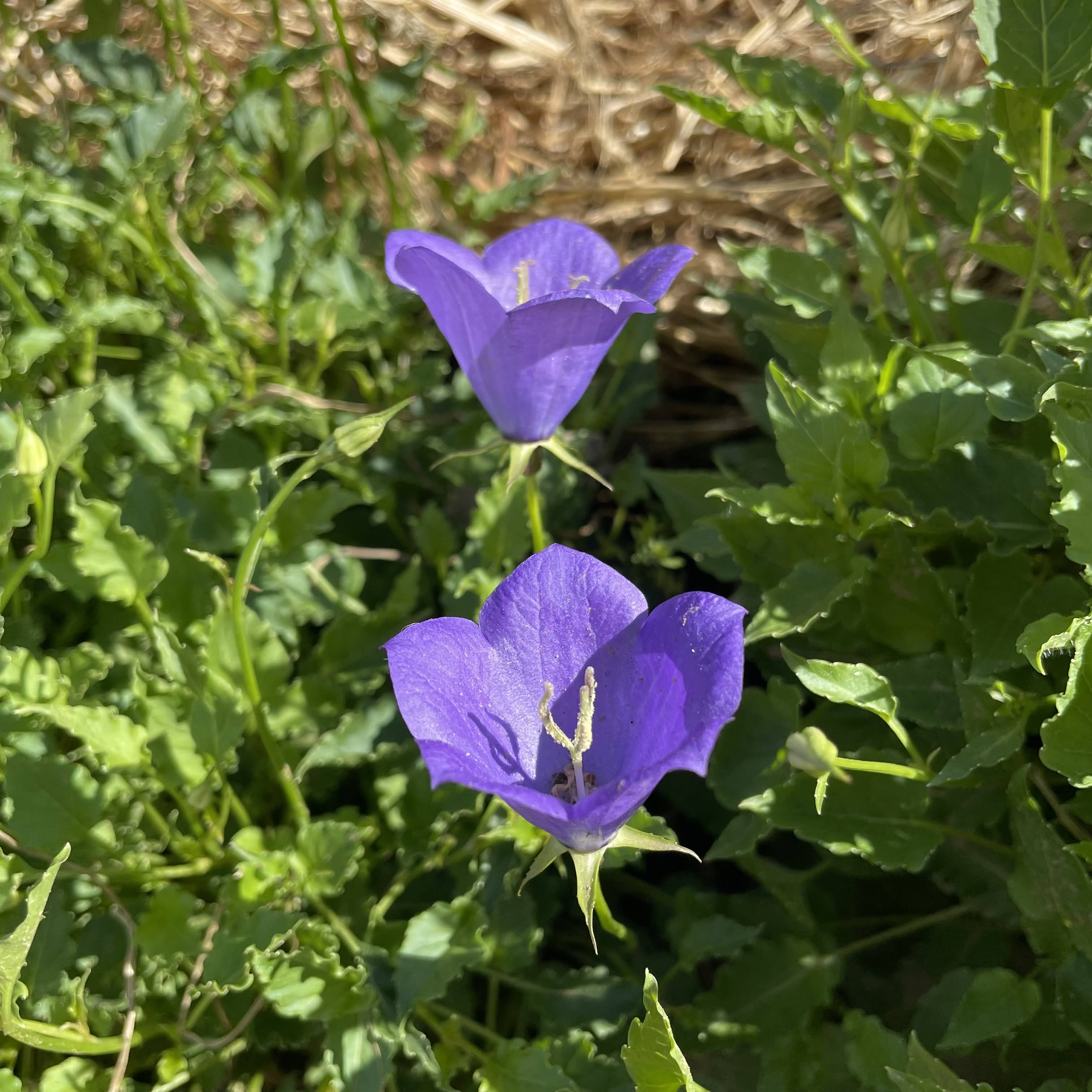 Tussock Bellflower