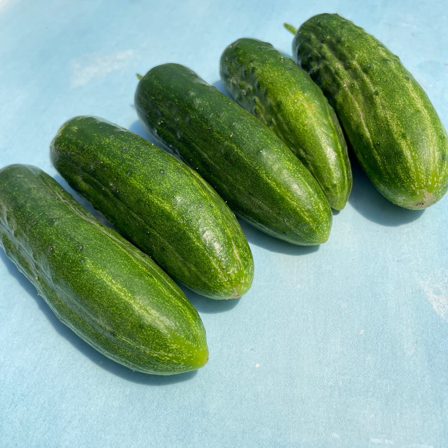 Ukrainian Slicing Cucumber