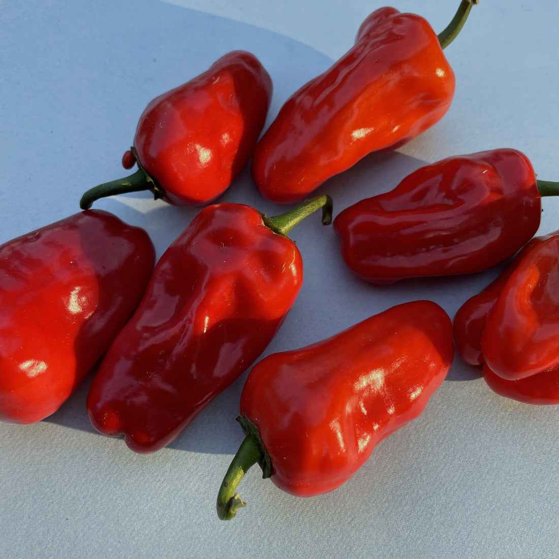 Hinkelhatz Hot Pepper