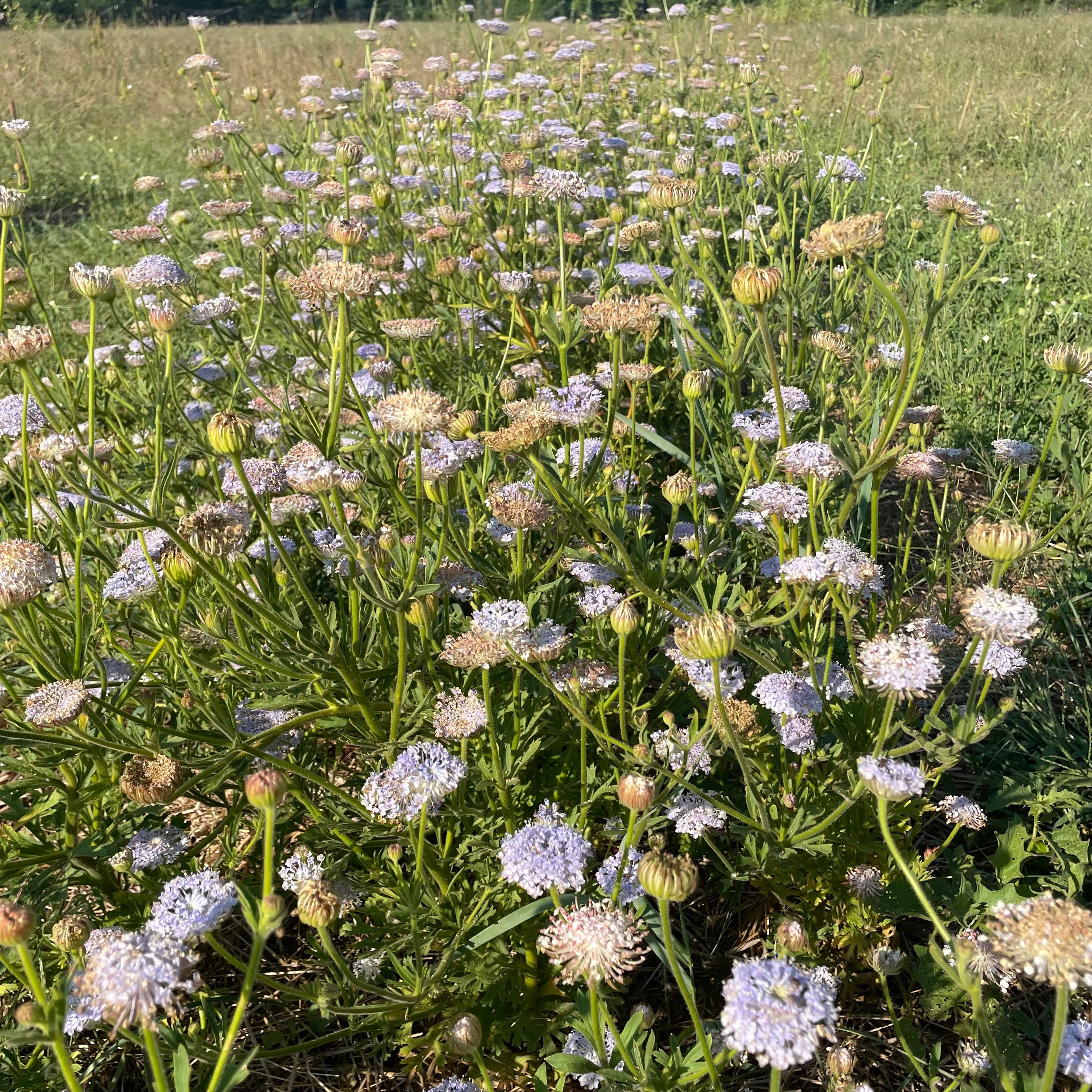 Didiscus Lace Flower Mix