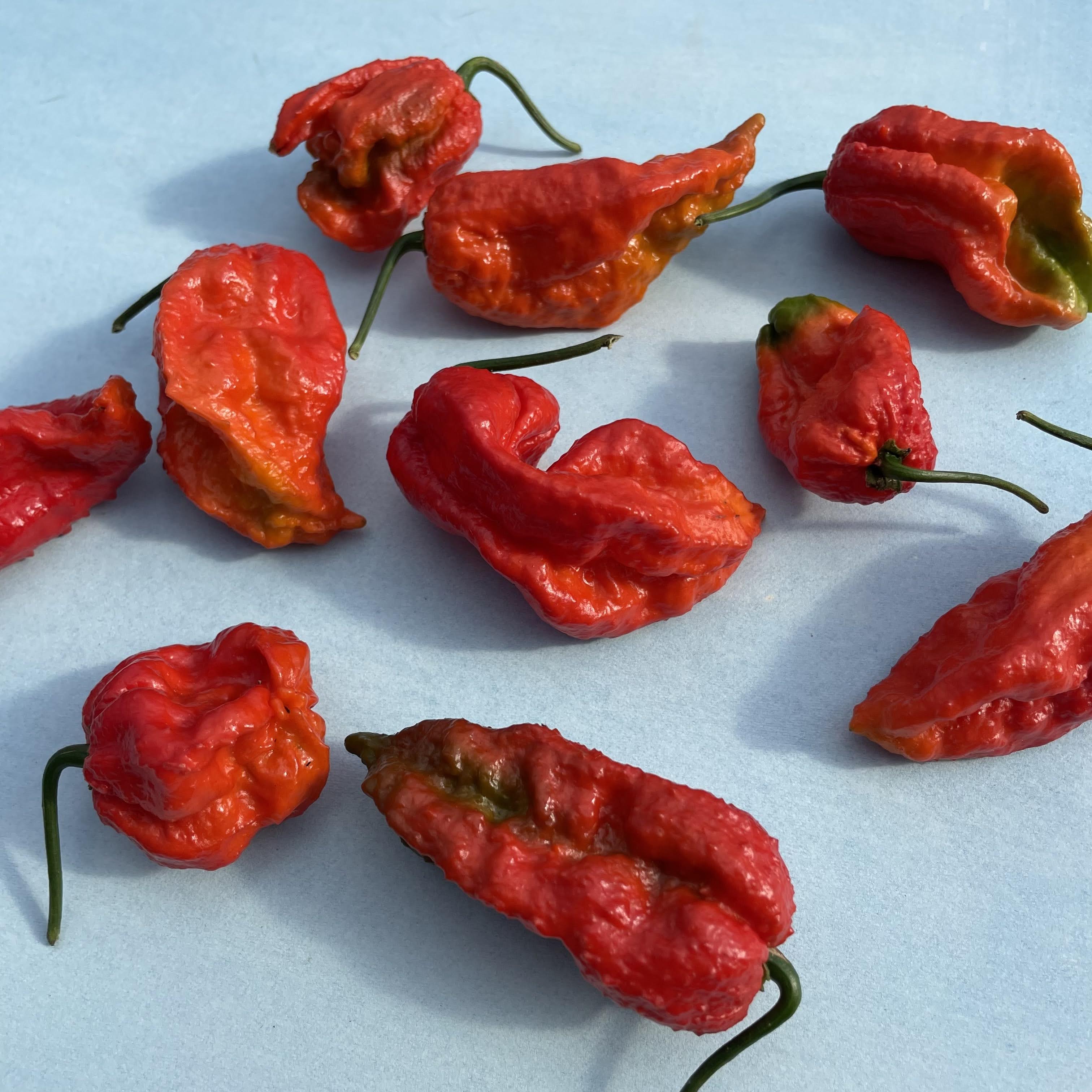 Ghost Pepper Seedlings