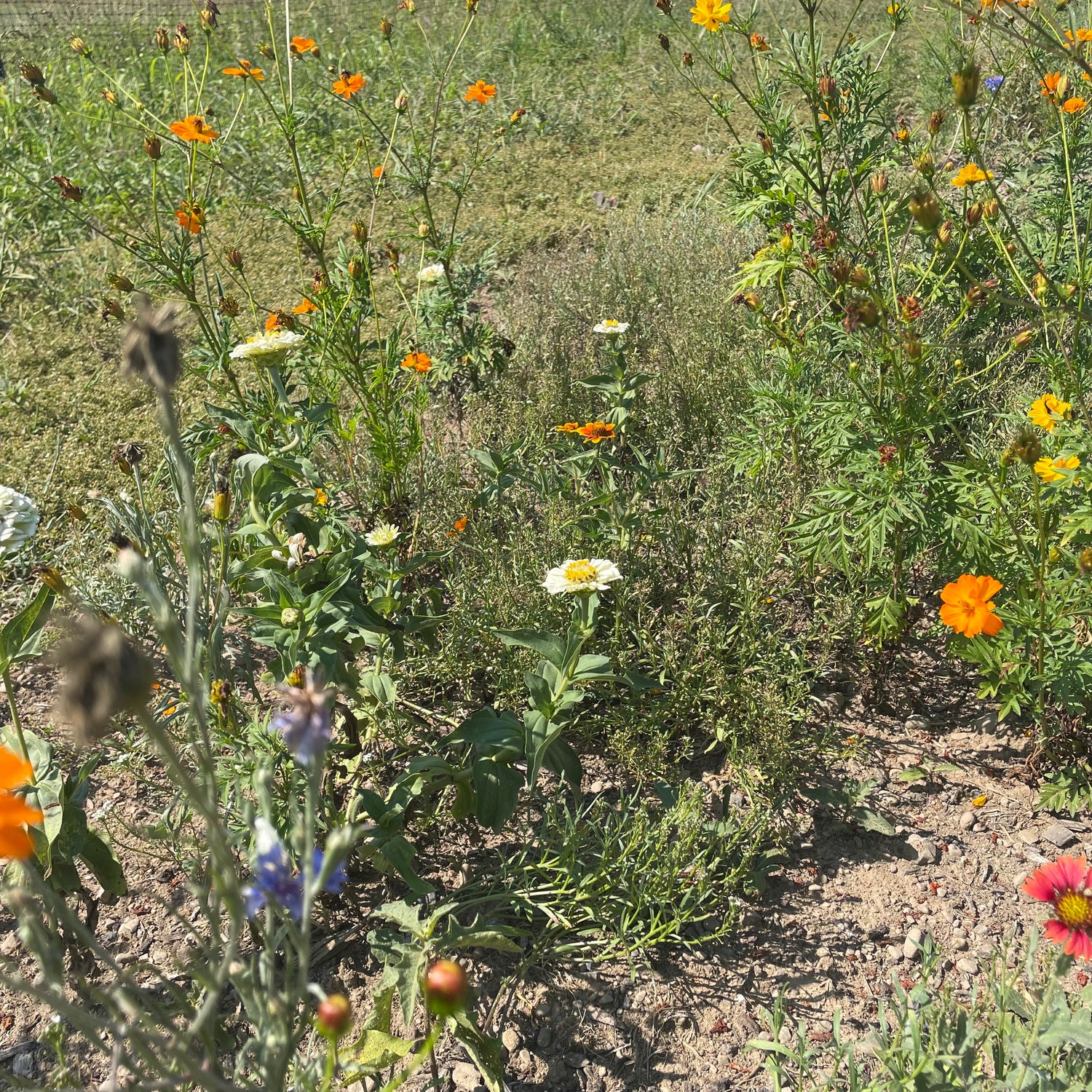 Good Bug Blooms