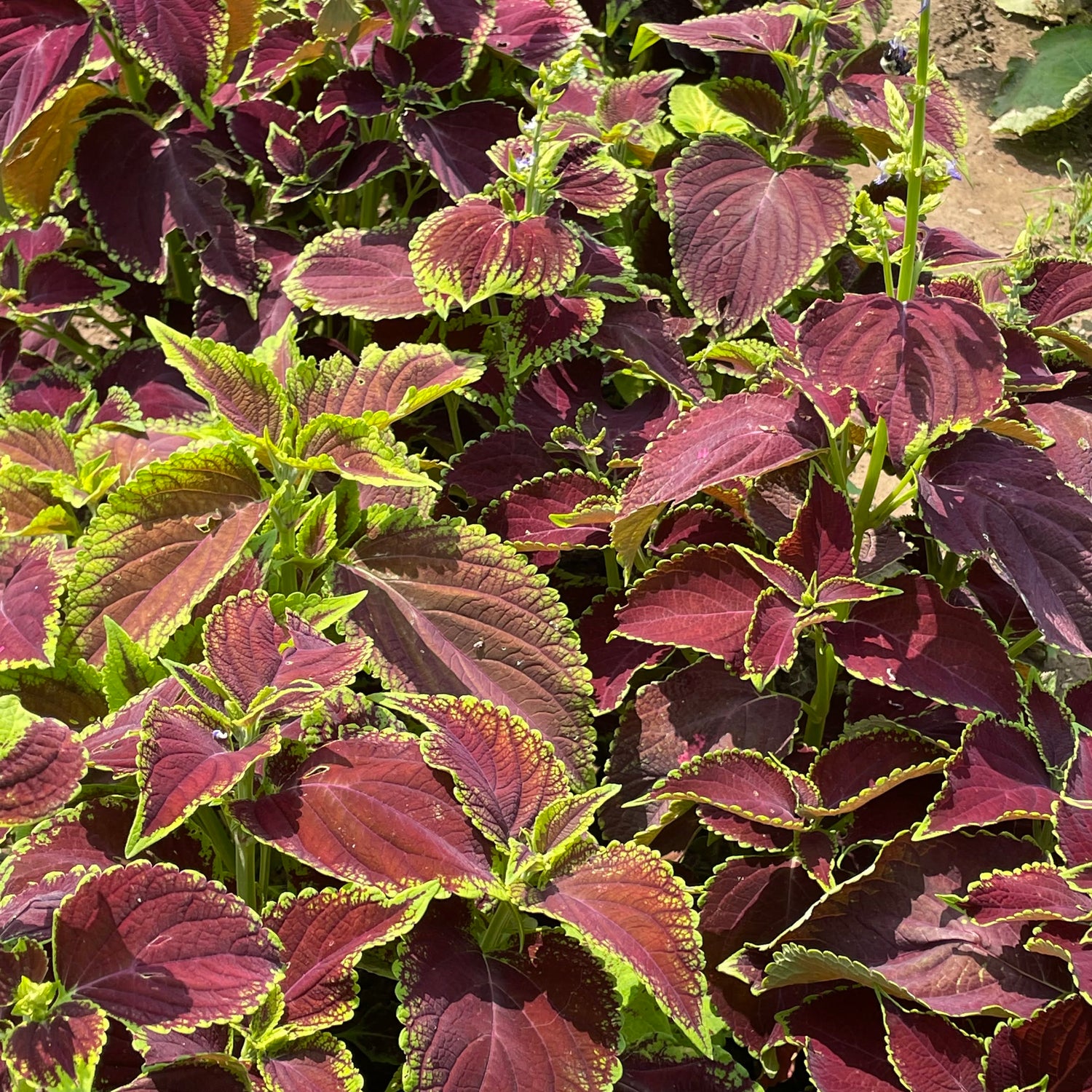 Rainbow Mix Coleus