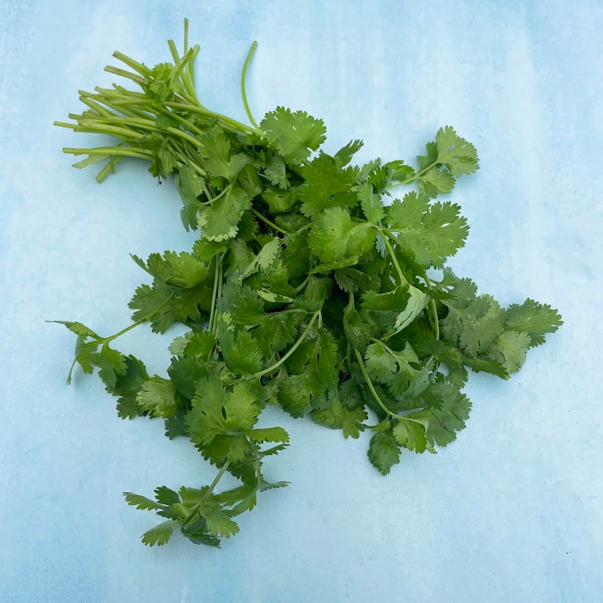 Caribe Cilantro