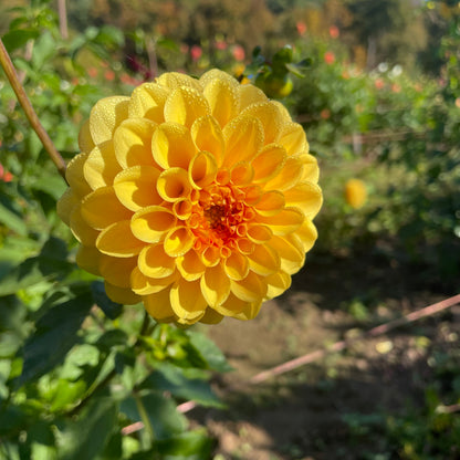 Golden Scepter Dahlia Tuber