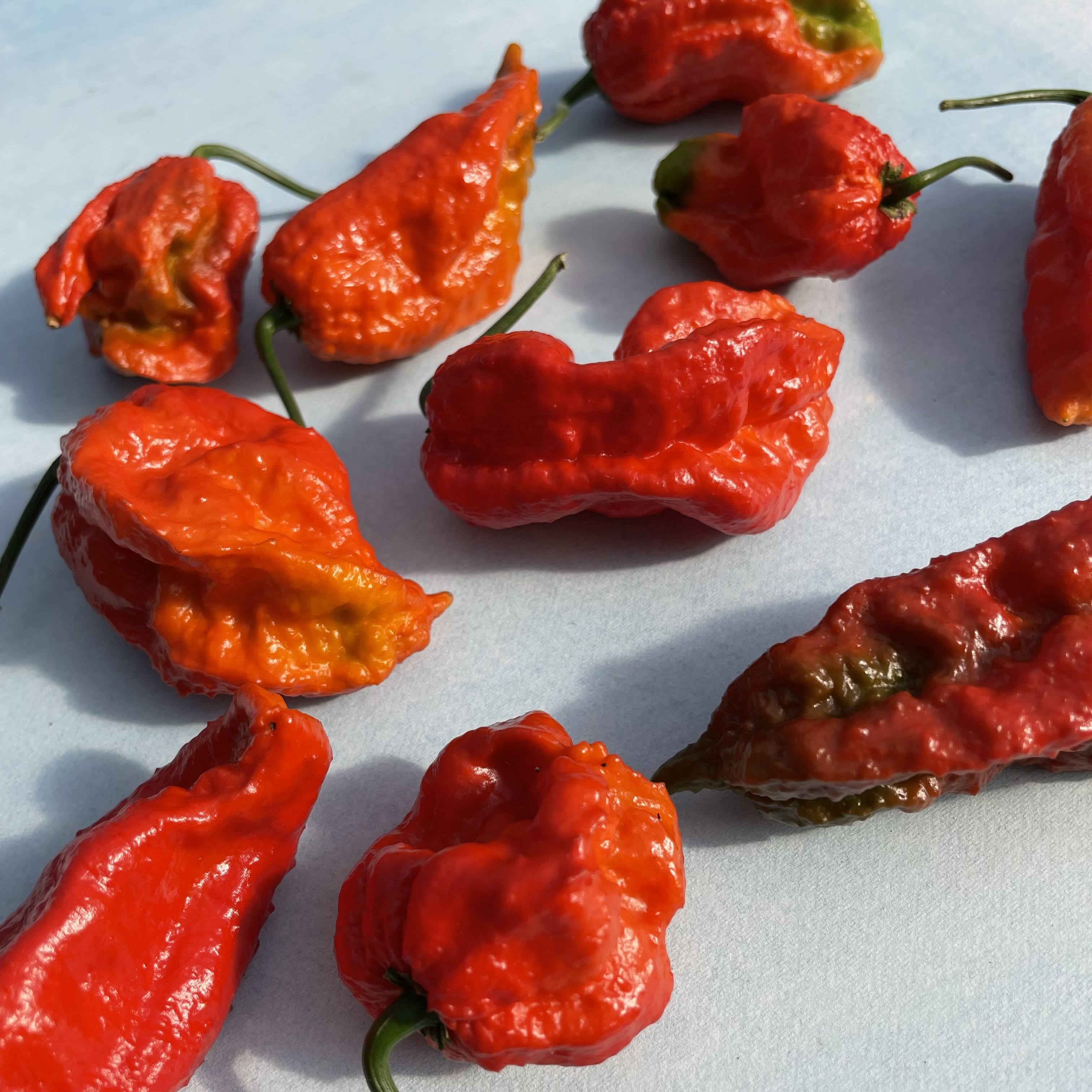 Ghost Pepper Seedlings