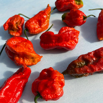 Ghost Pepper Seedlings