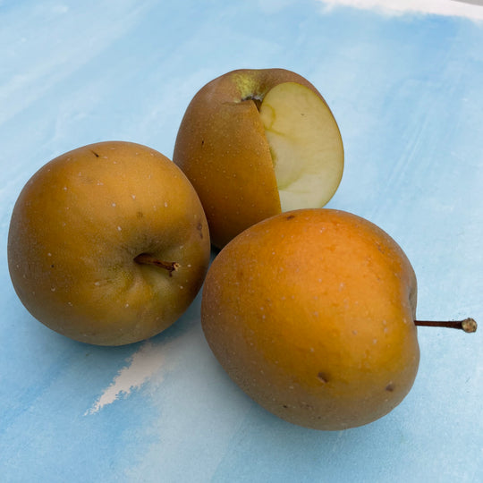 Hudson's Golden Gem Apple Tree