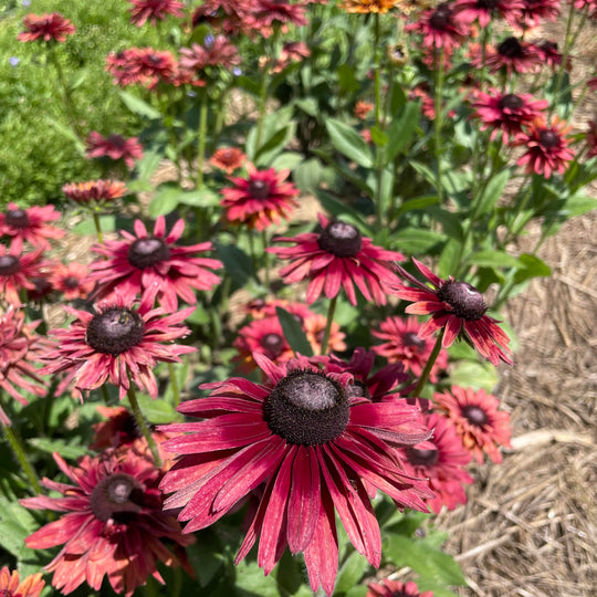 Caramel Mix Rudbeckia