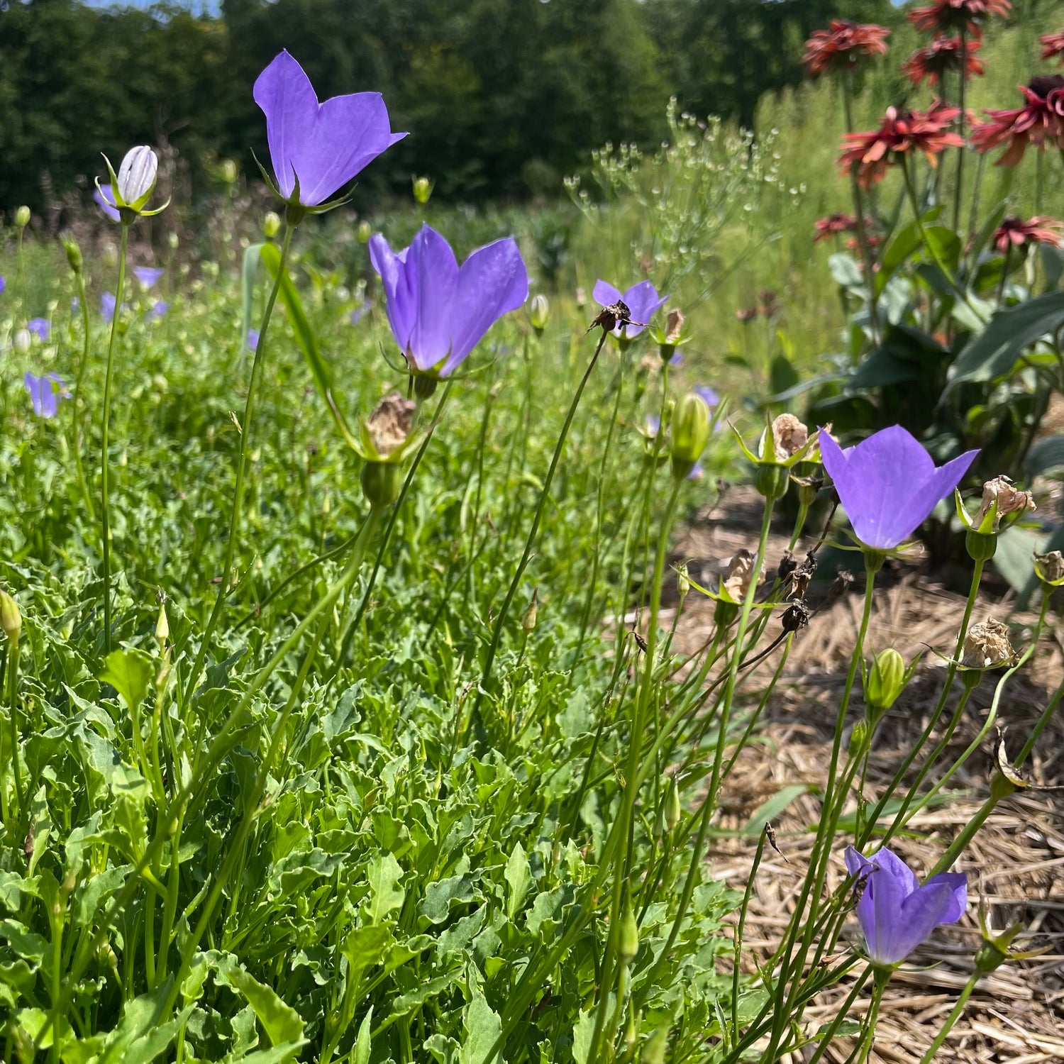 Tussock Bellflower