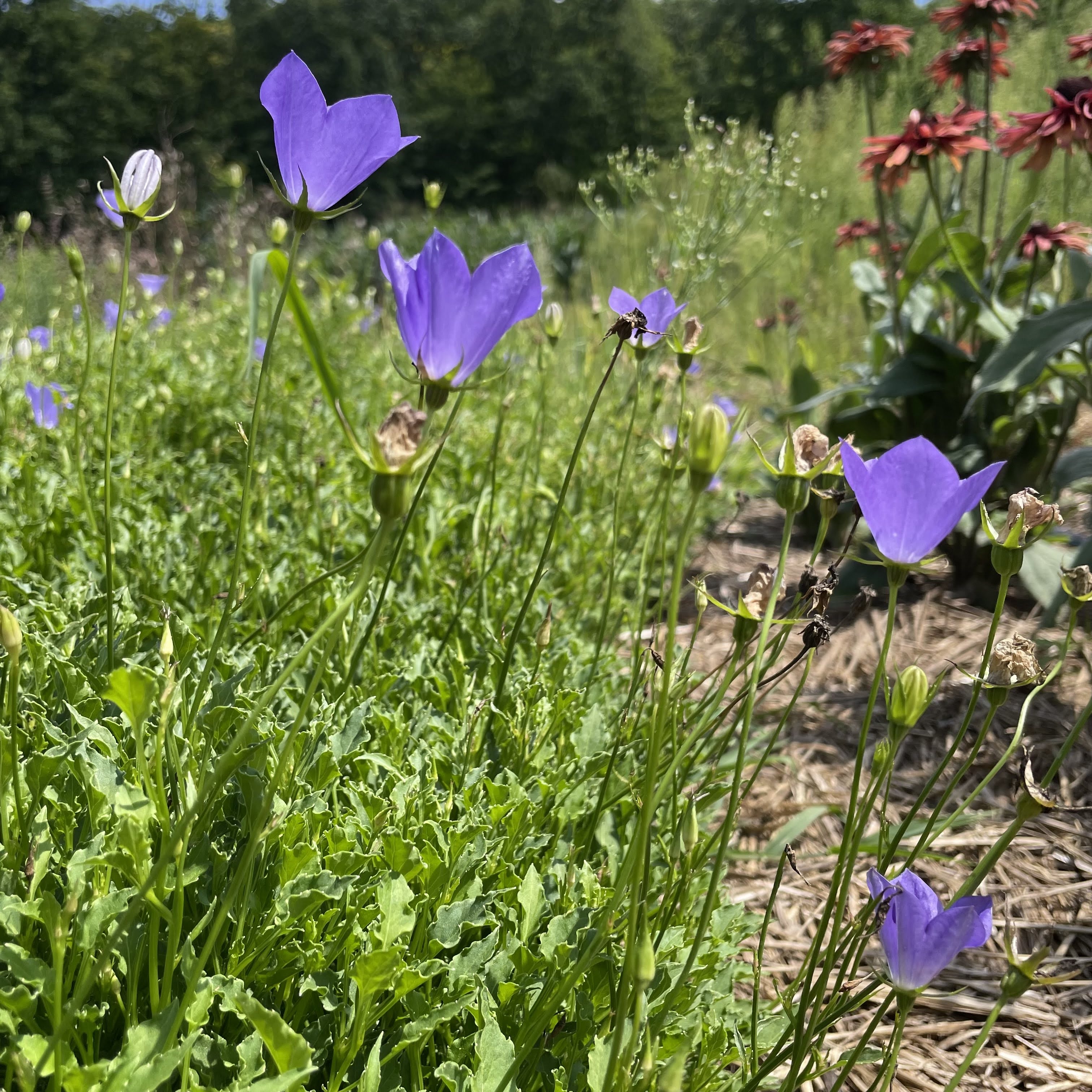 Tussock Bellflower