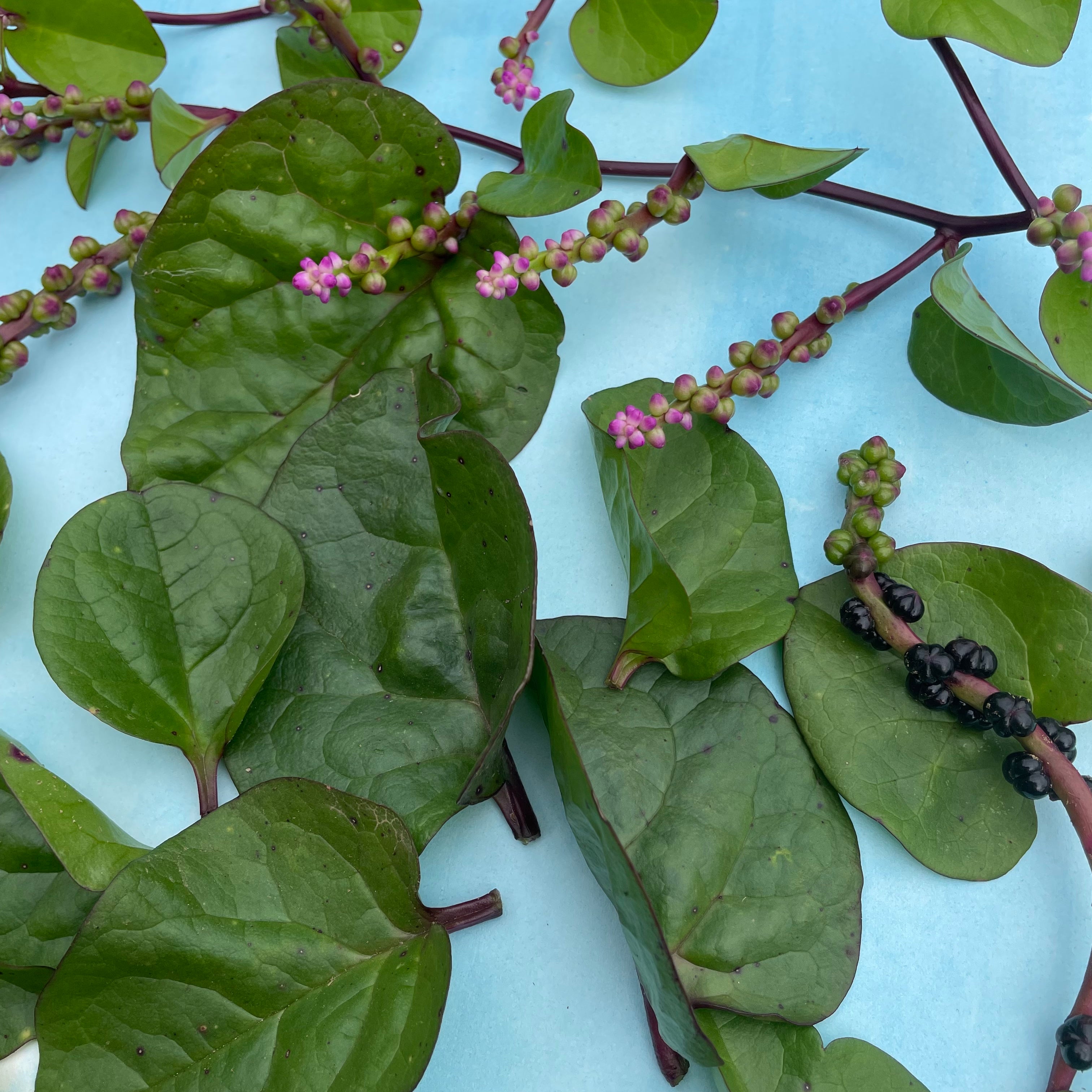 Red Malabar Spinach