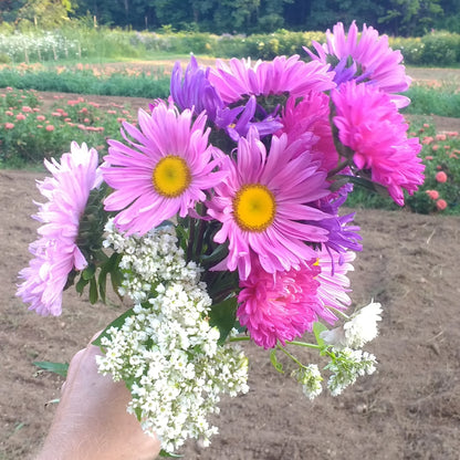 Powder Puff Aster Seedlings