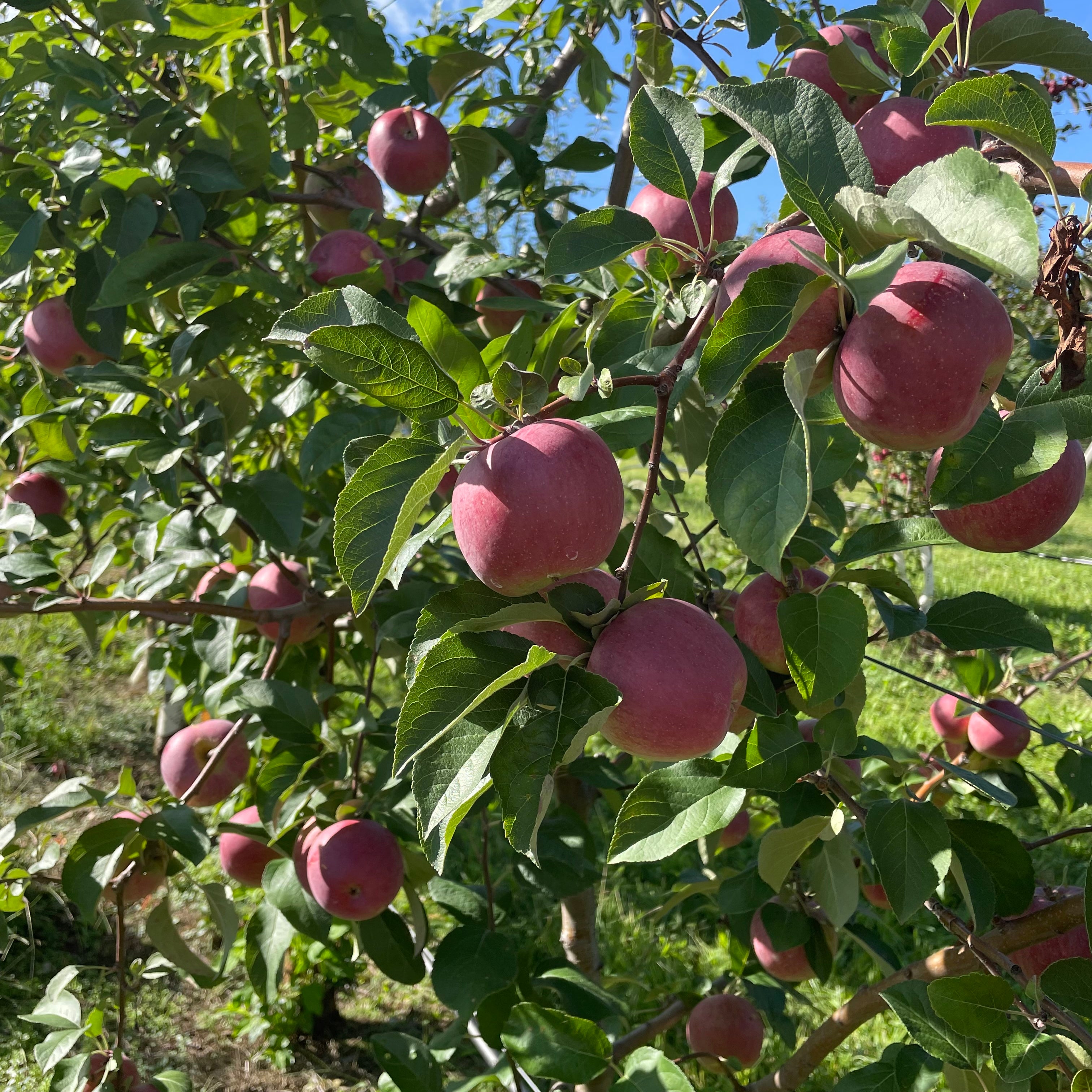 Liberty Apple Tree