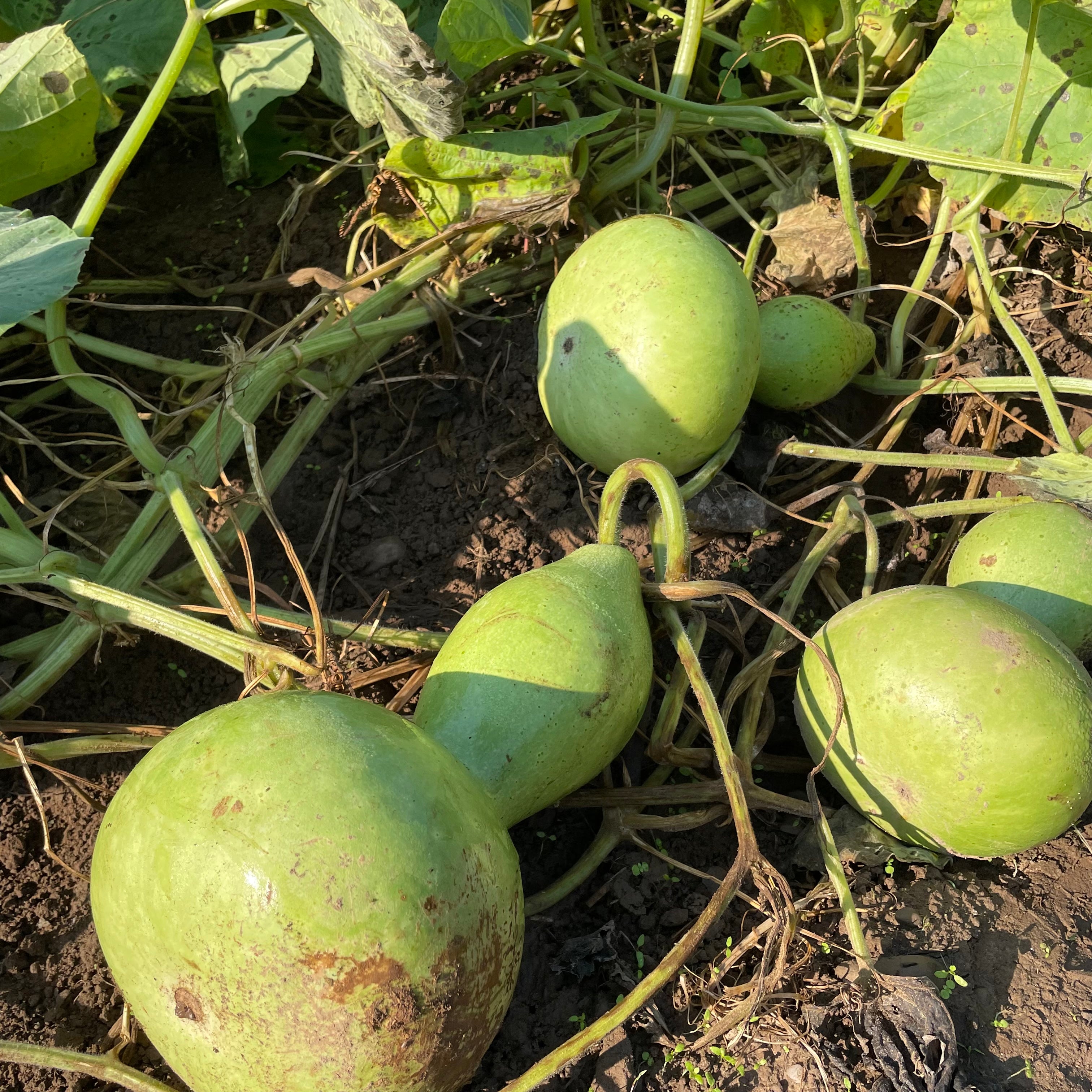 Birdhouse Gourd