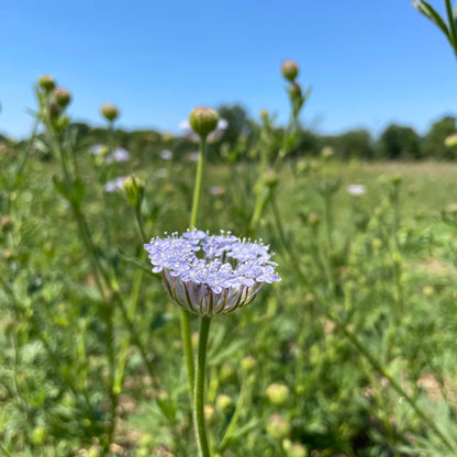 Didiscus Lace Flower Mix