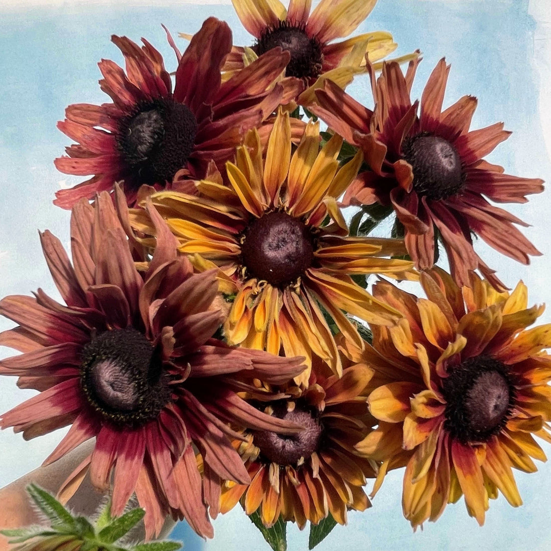 Caramel Mix Rudbeckia