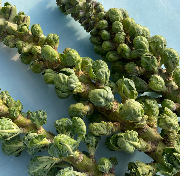 Long Island Improved Brussels Sprouts