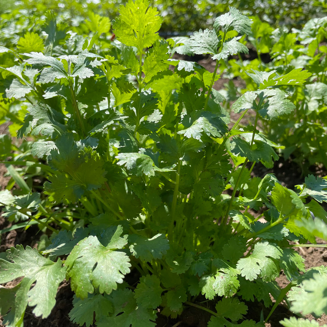 Caribe Cilantro