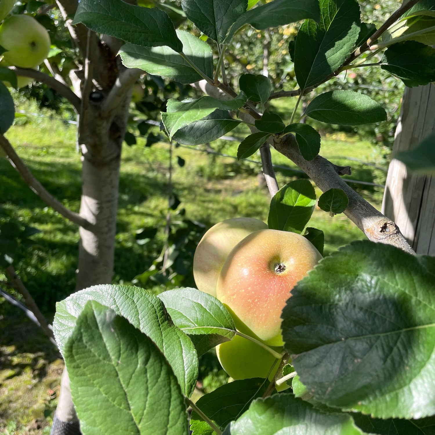 Baldwin Apple Tree