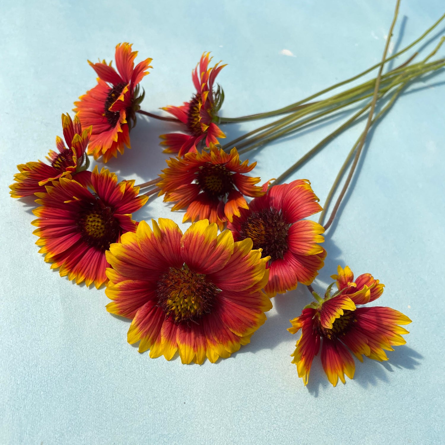 Indian Blanket