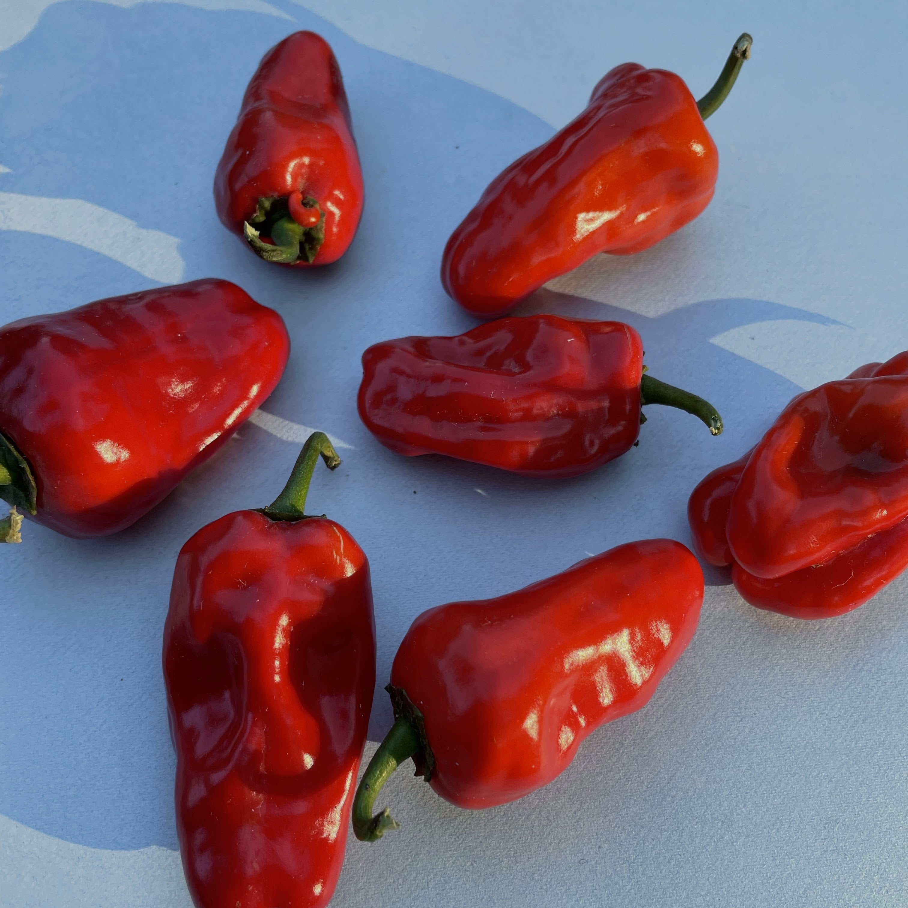 Hinkelhatz Hot Pepper