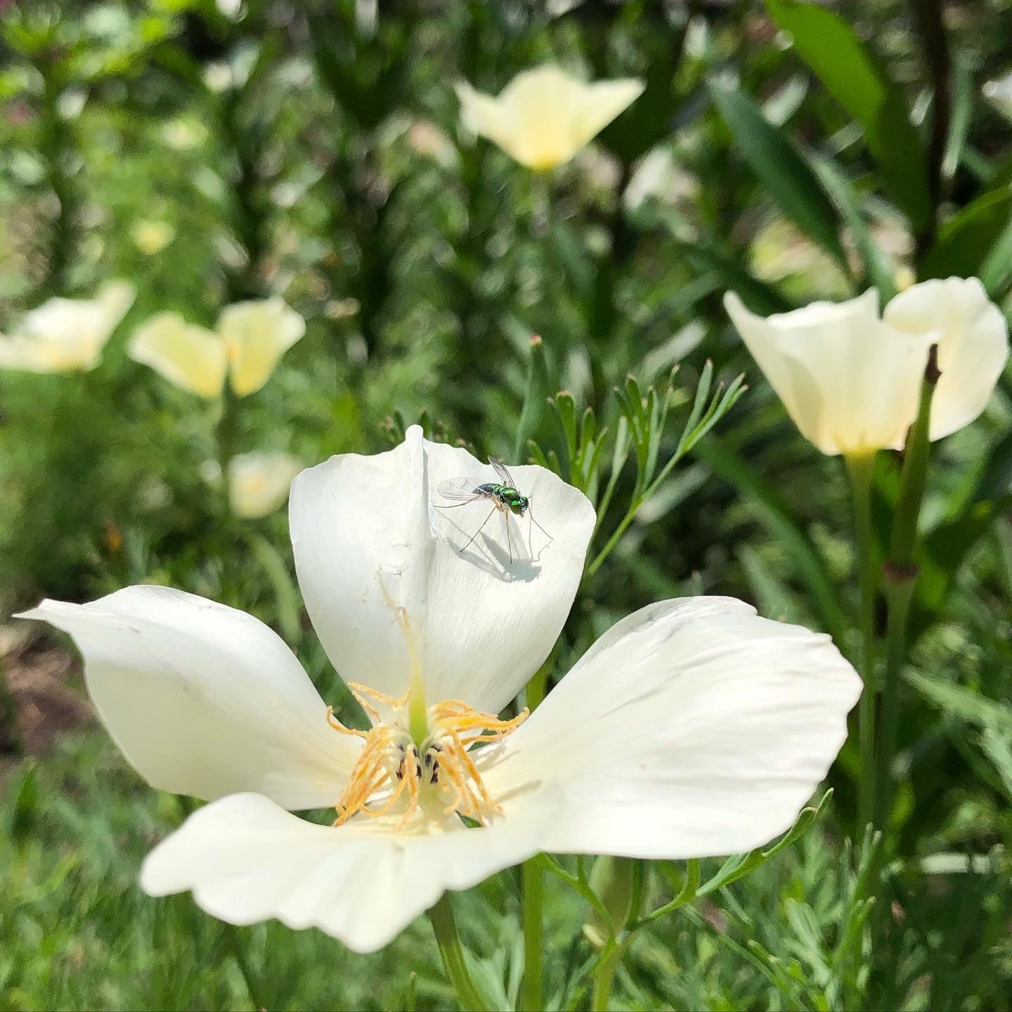 White Linen California Poppy