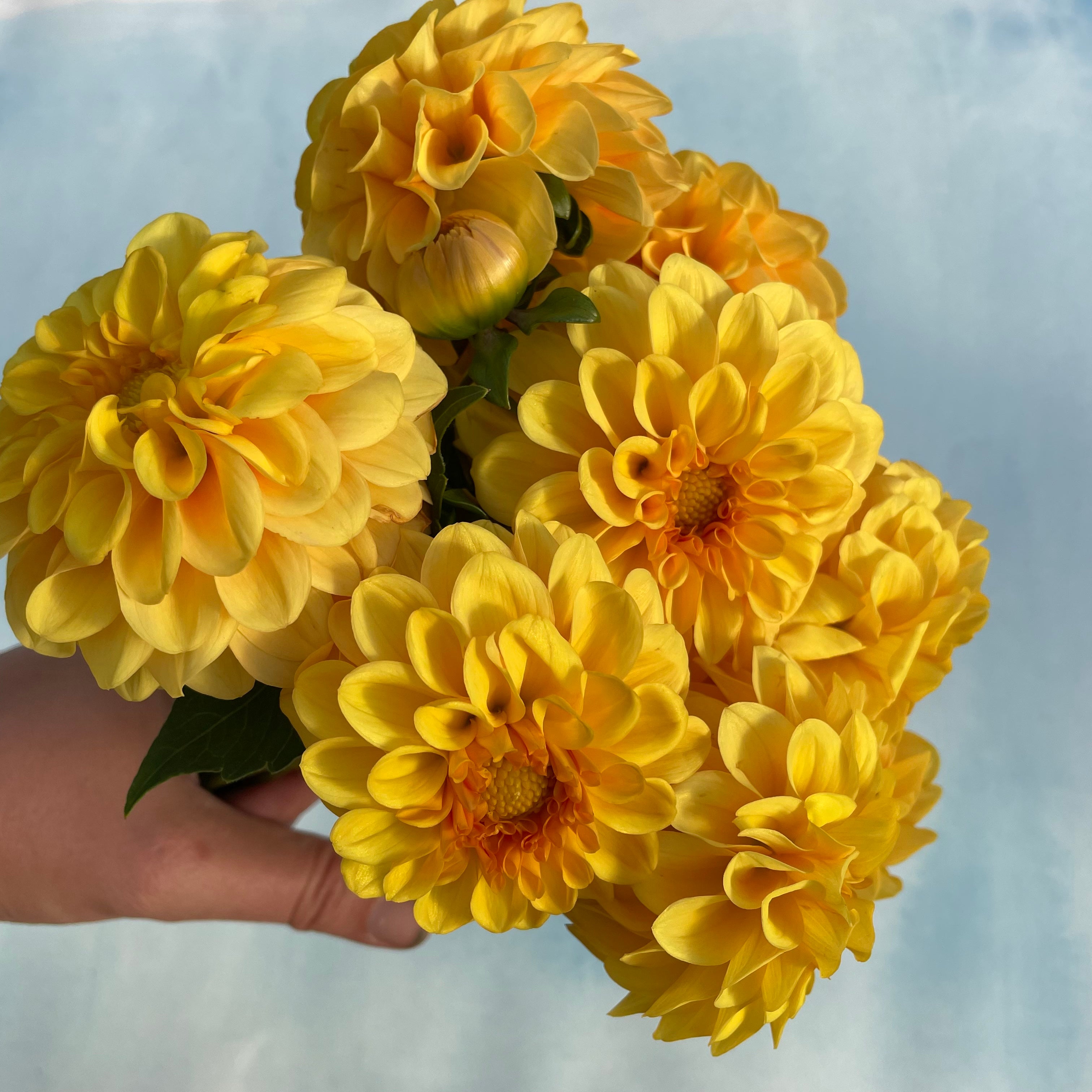 Golden Scepter Dahlia Tuber