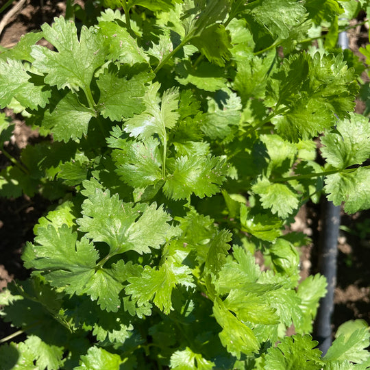 Caribe Cilantro