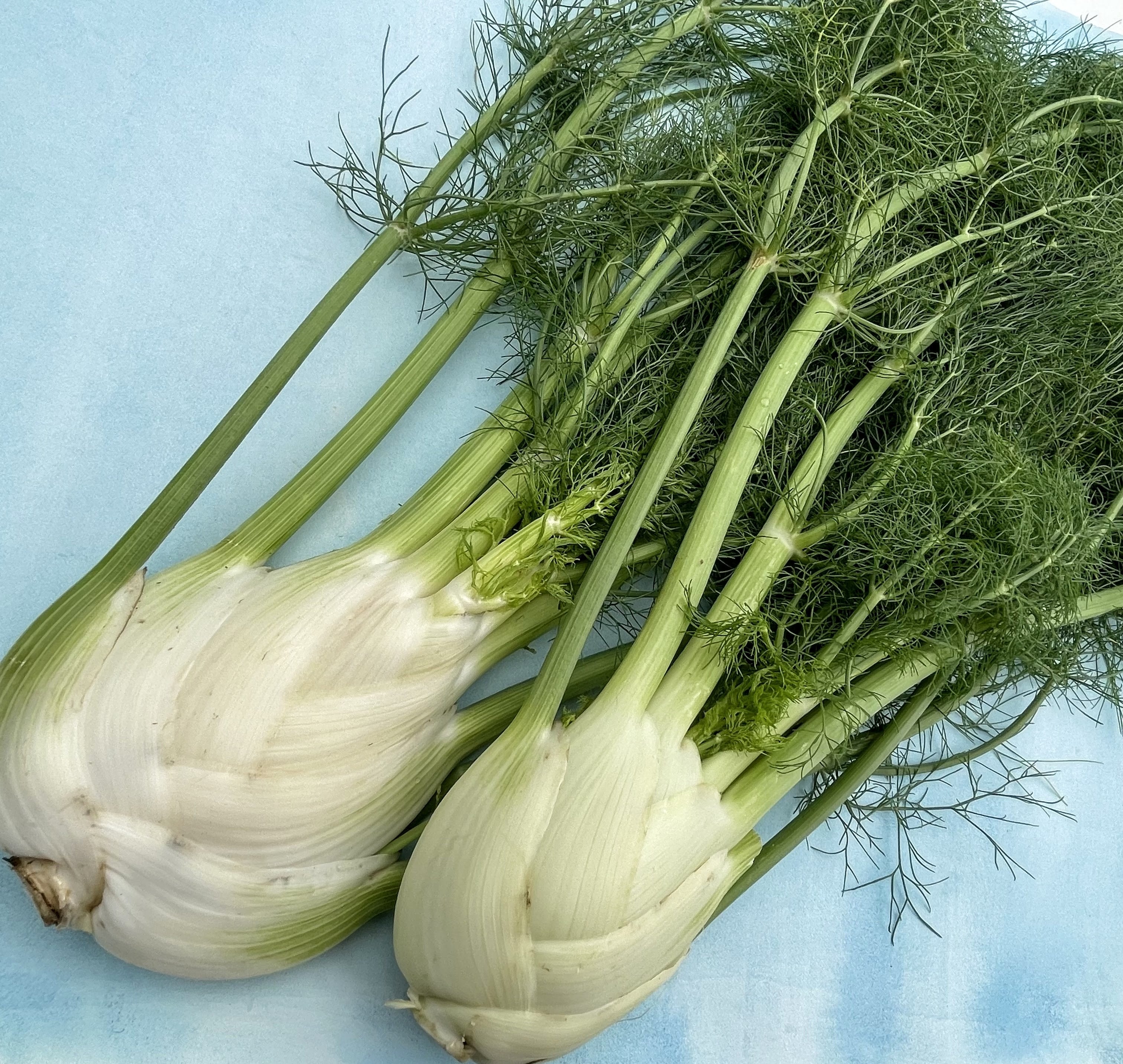 Finale Fennel