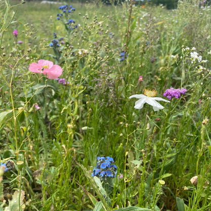 Shady Meadow Wildflower Mix Seed Shaker