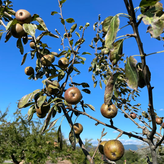 Seckel Pear Tree