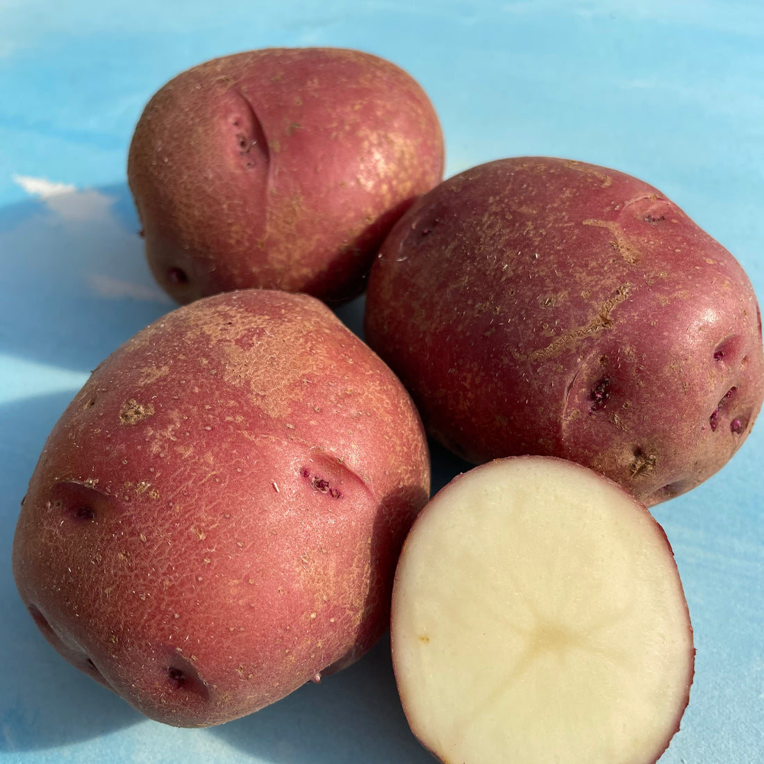 Dark Red Norland Potato