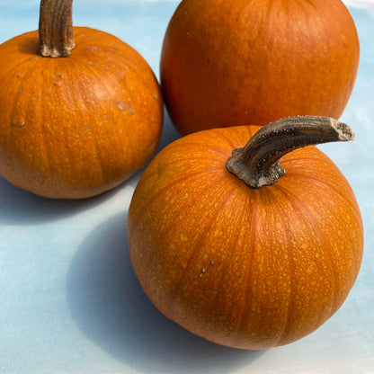 New England Pie Pumpkin