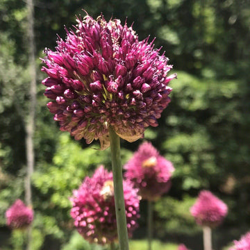 Late Spring Blooming Bulbs