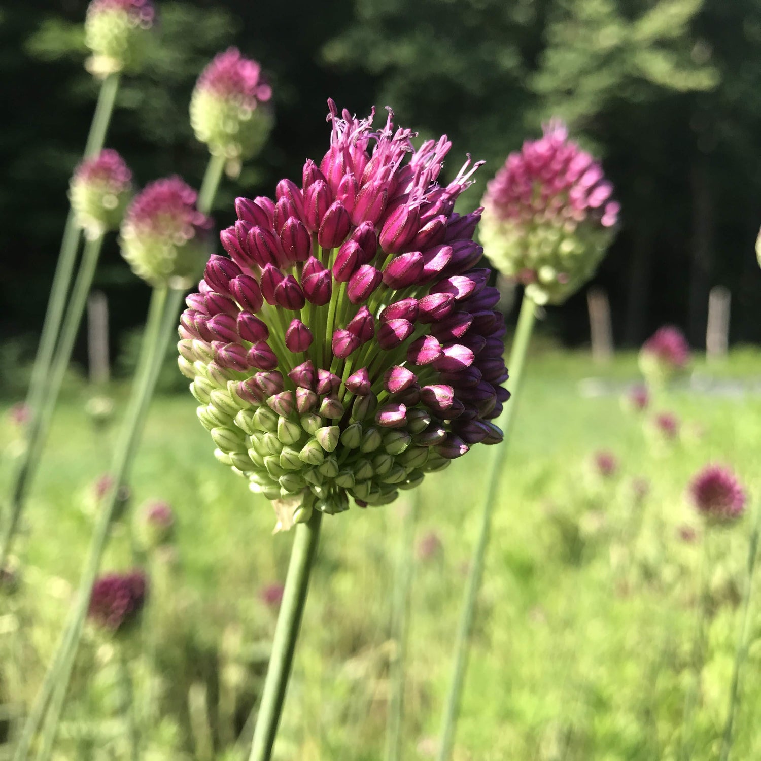 Allium &quot;Drumstick&quot; vendor-unknown