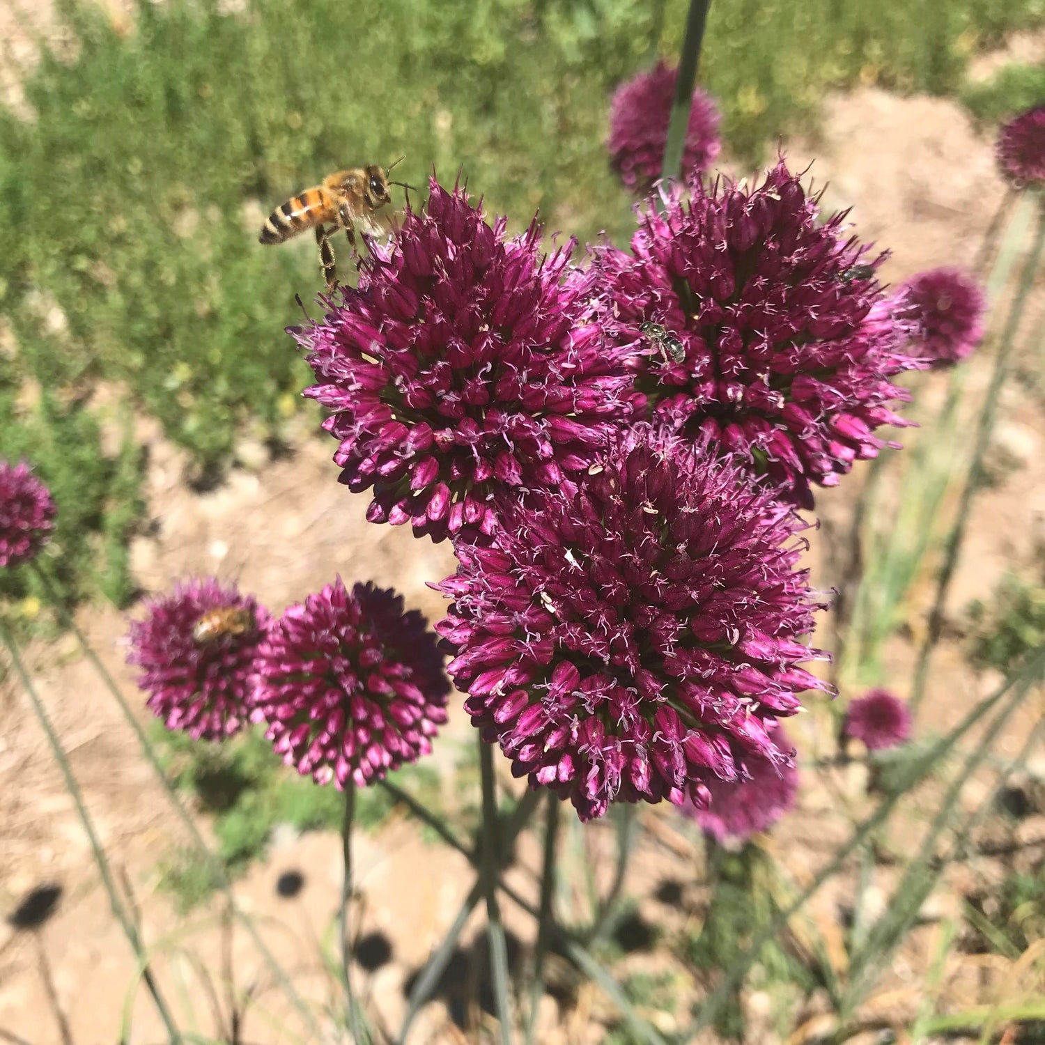 Allium &quot;Drumstick&quot; vendor-unknown