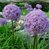 Allium "Globemaster" vendor-unknown