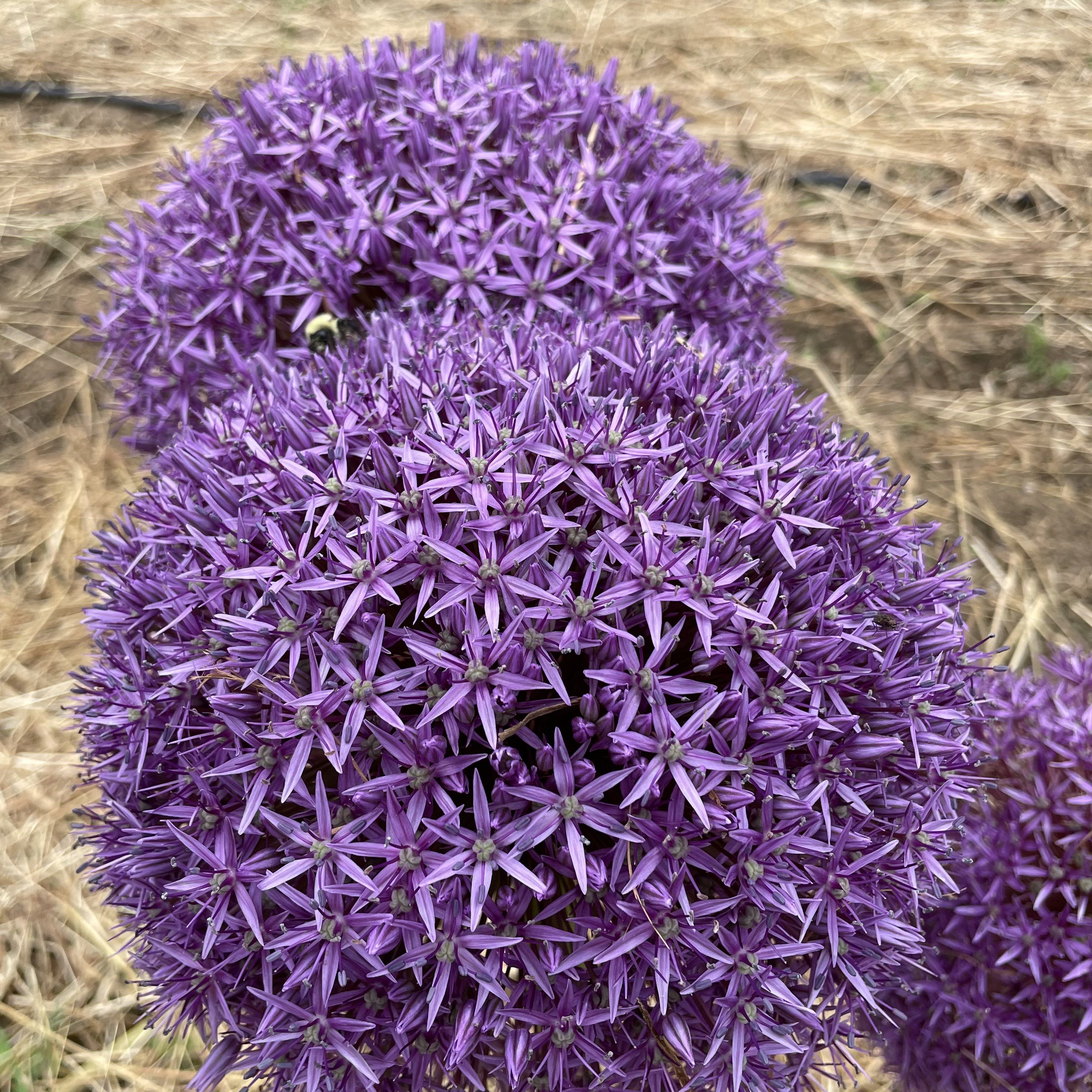 Allium &quot;Globemaster&quot; vendor-unknown