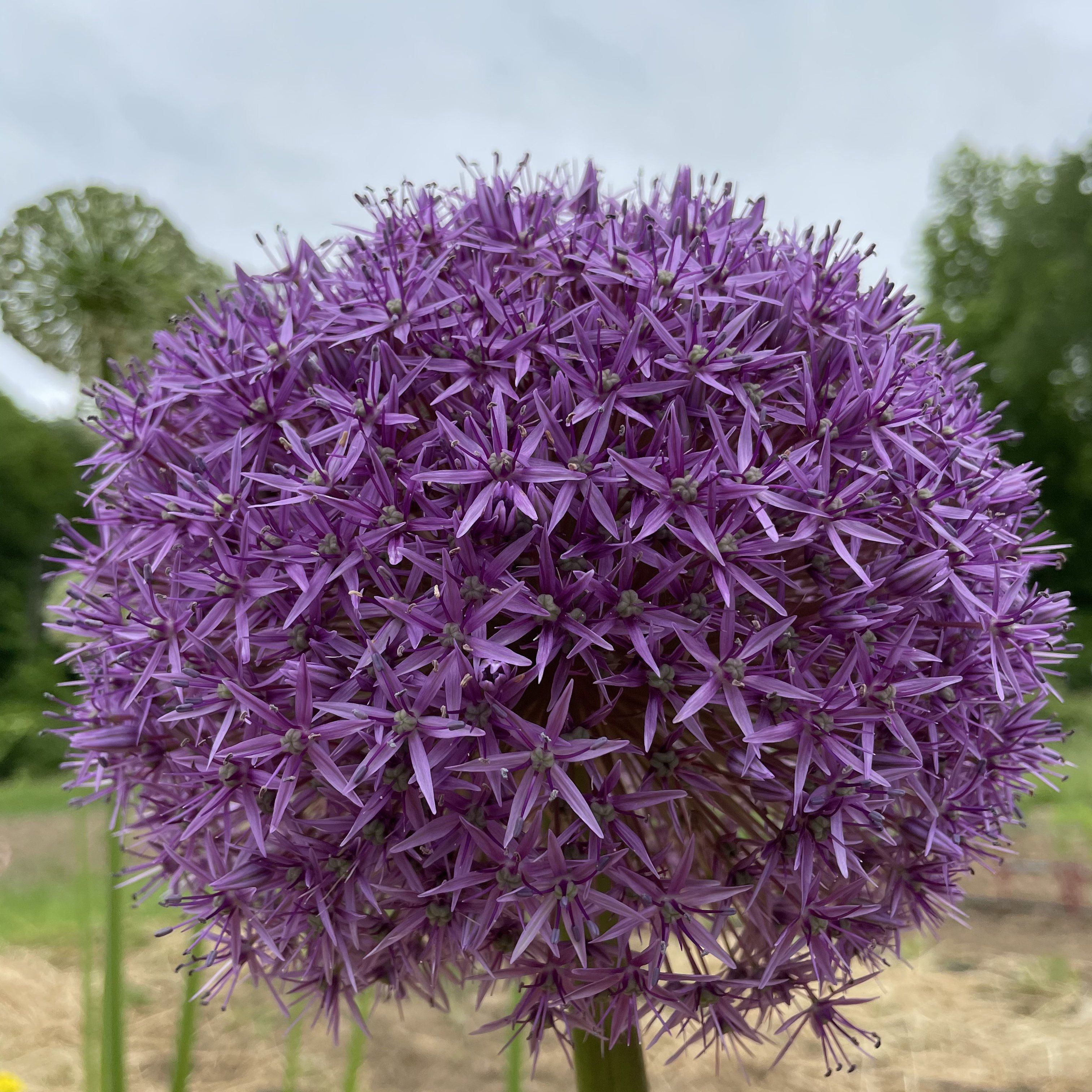 Allium &quot;Globemaster&quot; vendor-unknown