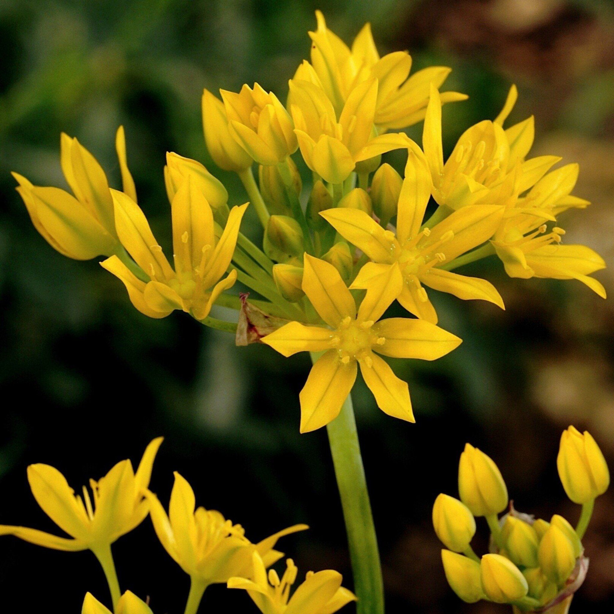 Allium &quot;Moly Jeannine&quot; vendor-unknown