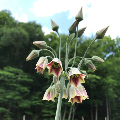 Allium &quot;Sicilian Honey Lily&quot; vendor-unknown