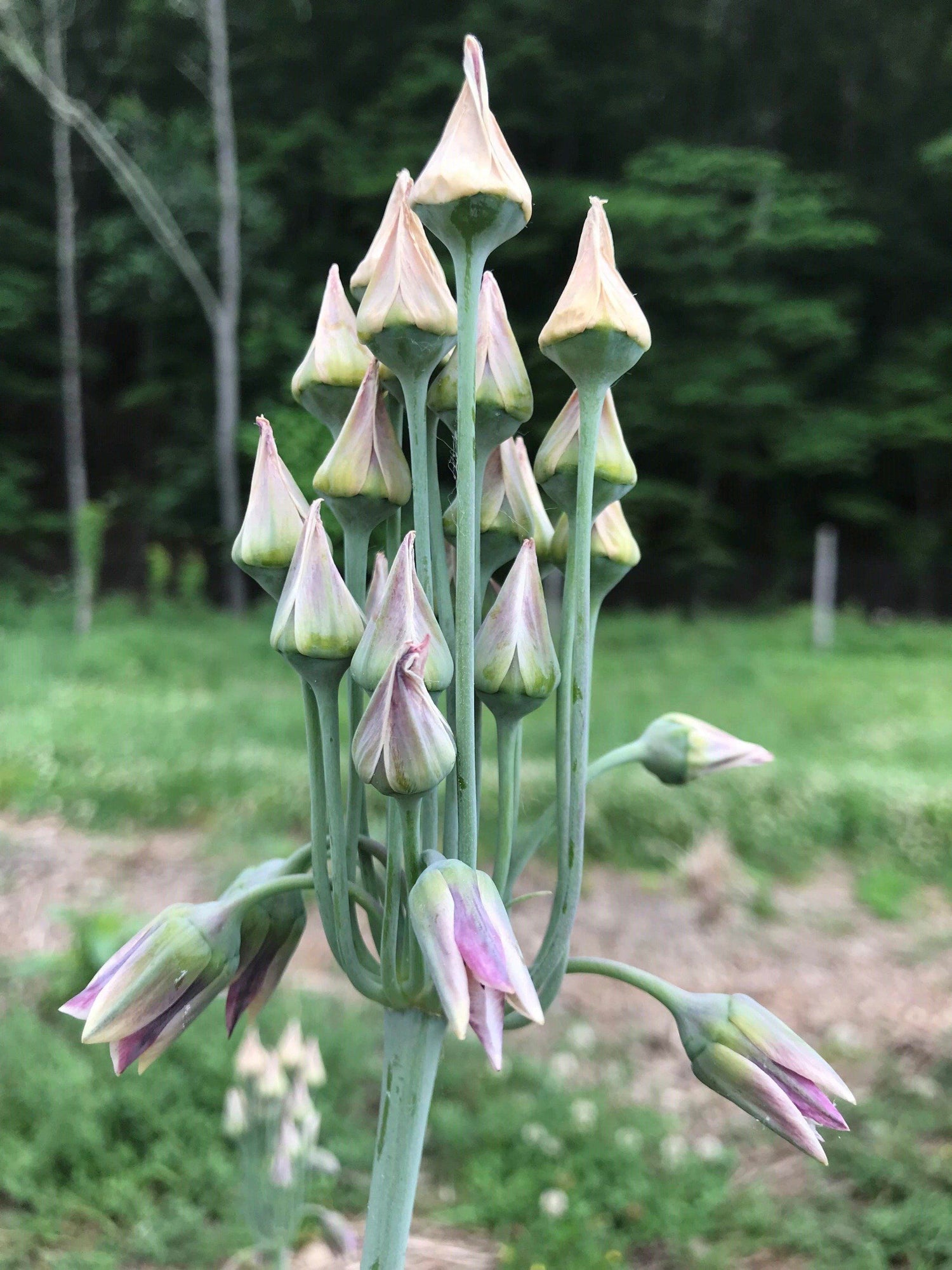 Allium &quot;Sicilian Honey Lily&quot; vendor-unknown