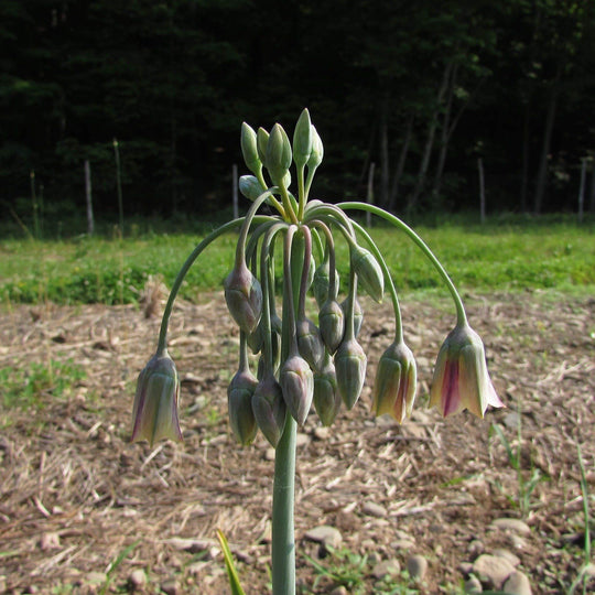 Allium 