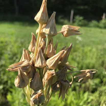 Allium &quot;Sicilian Honey Lily&quot; vendor-unknown