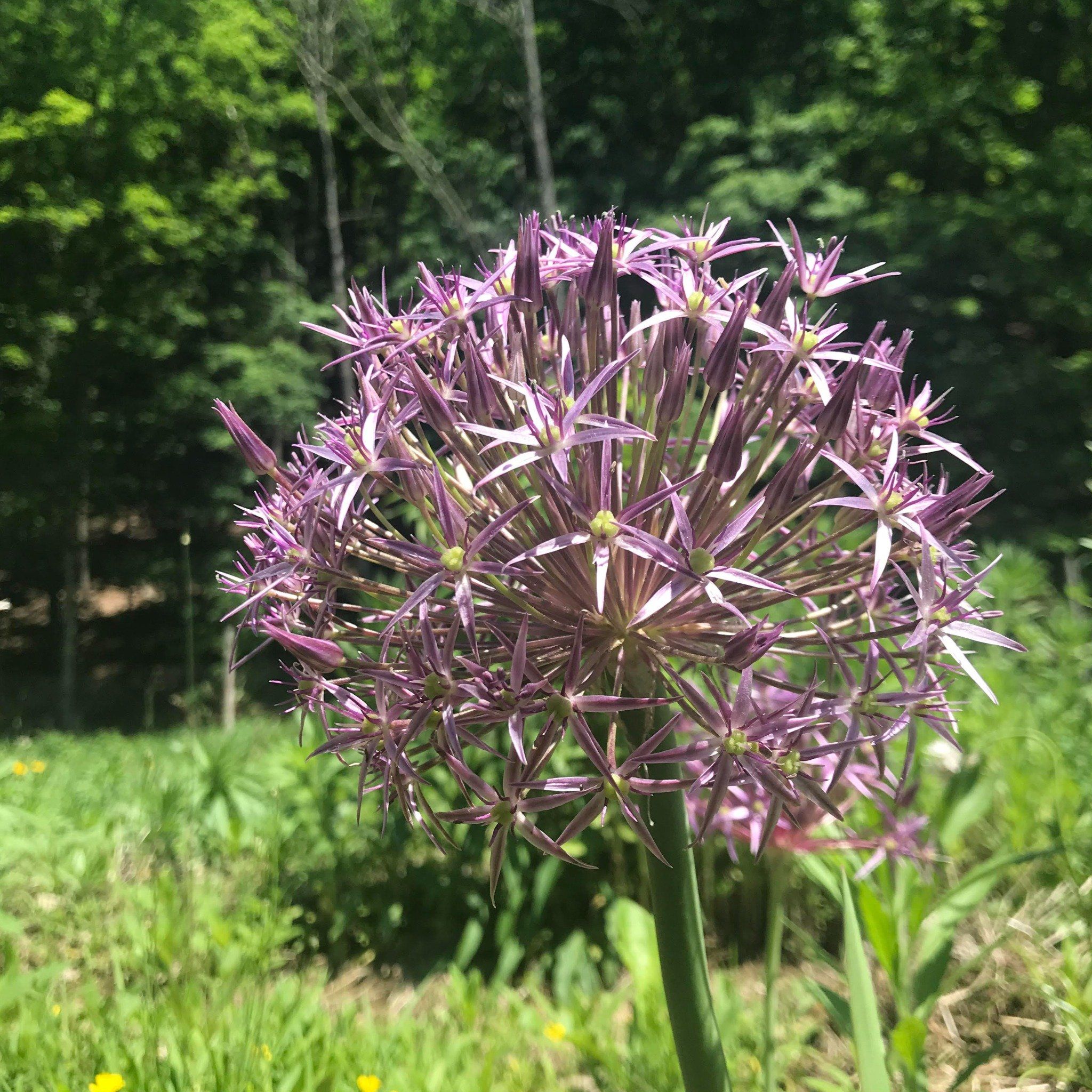 Allium &quot;Star of Persia&quot; vendor-unknown