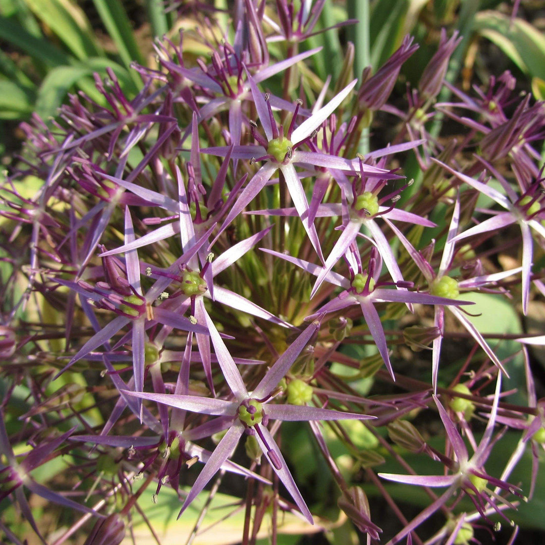 Allium &quot;Star of Persia&quot; vendor-unknown