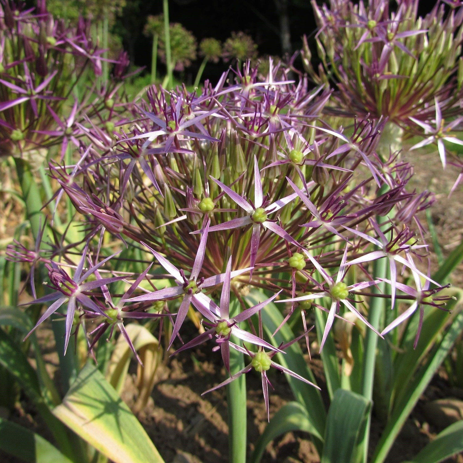 Allium &quot;Star of Persia&quot; vendor-unknown