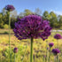 Allium aflatunense "Purple Sensation" vendor-unknown